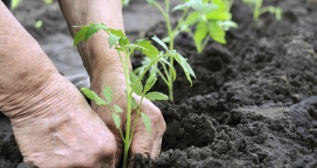 FAO: 30 per qind e te punesuarve ne bujqesi ne Shqiperi mbi 64 vjec
